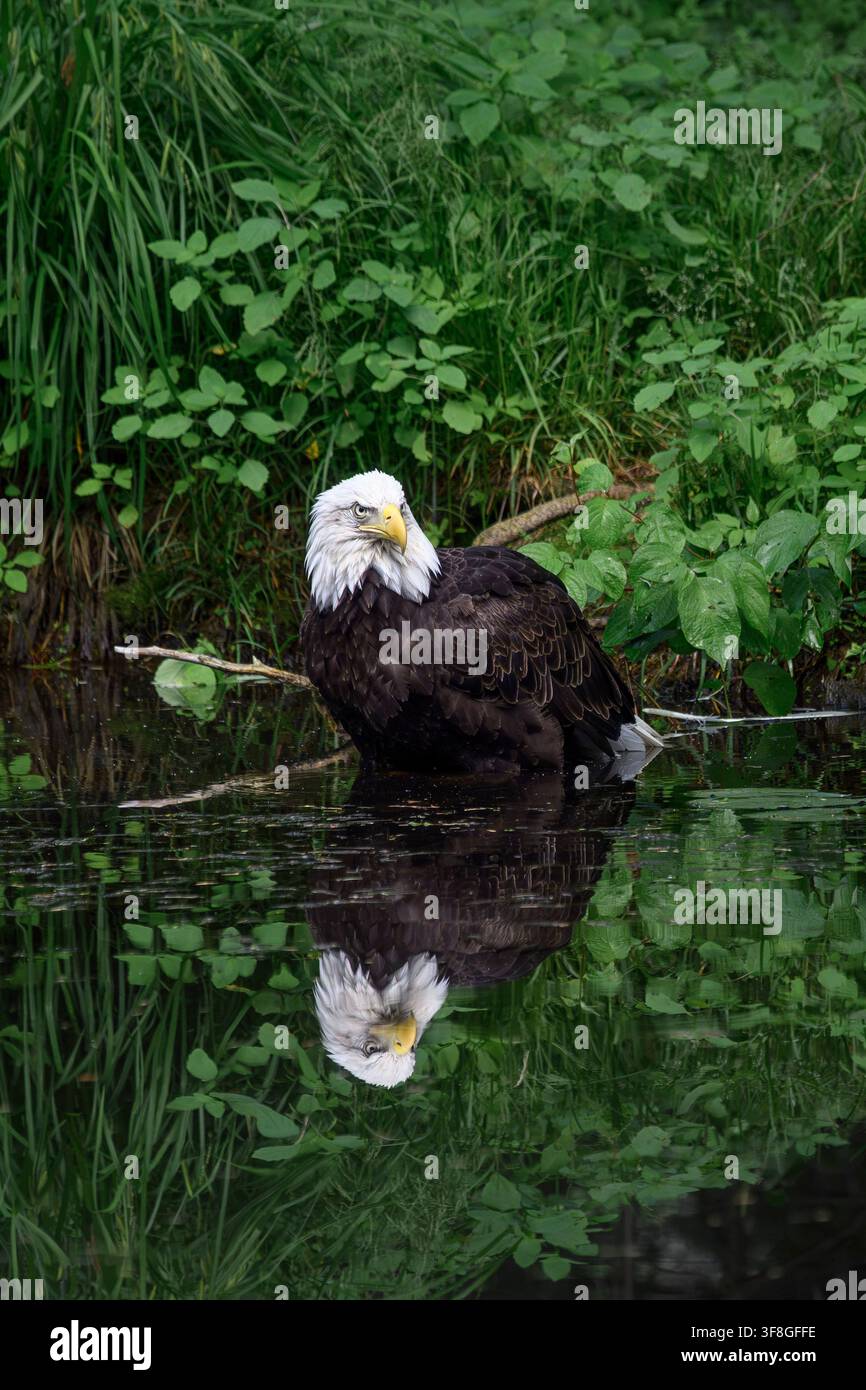 Bald eagle - Haliaeetus leucocephalus Stock Photo