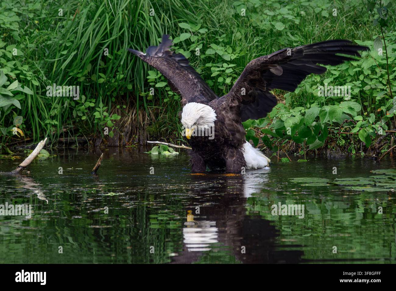 Bald eagle - Haliaeetus leucocephalus Stock Photo
