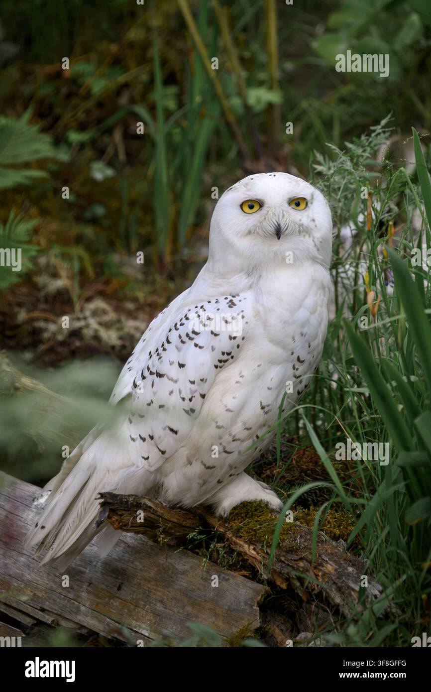 Snowy owl (male) - Bubo scandiacus (Nyctea scandiaca) Stock Photo