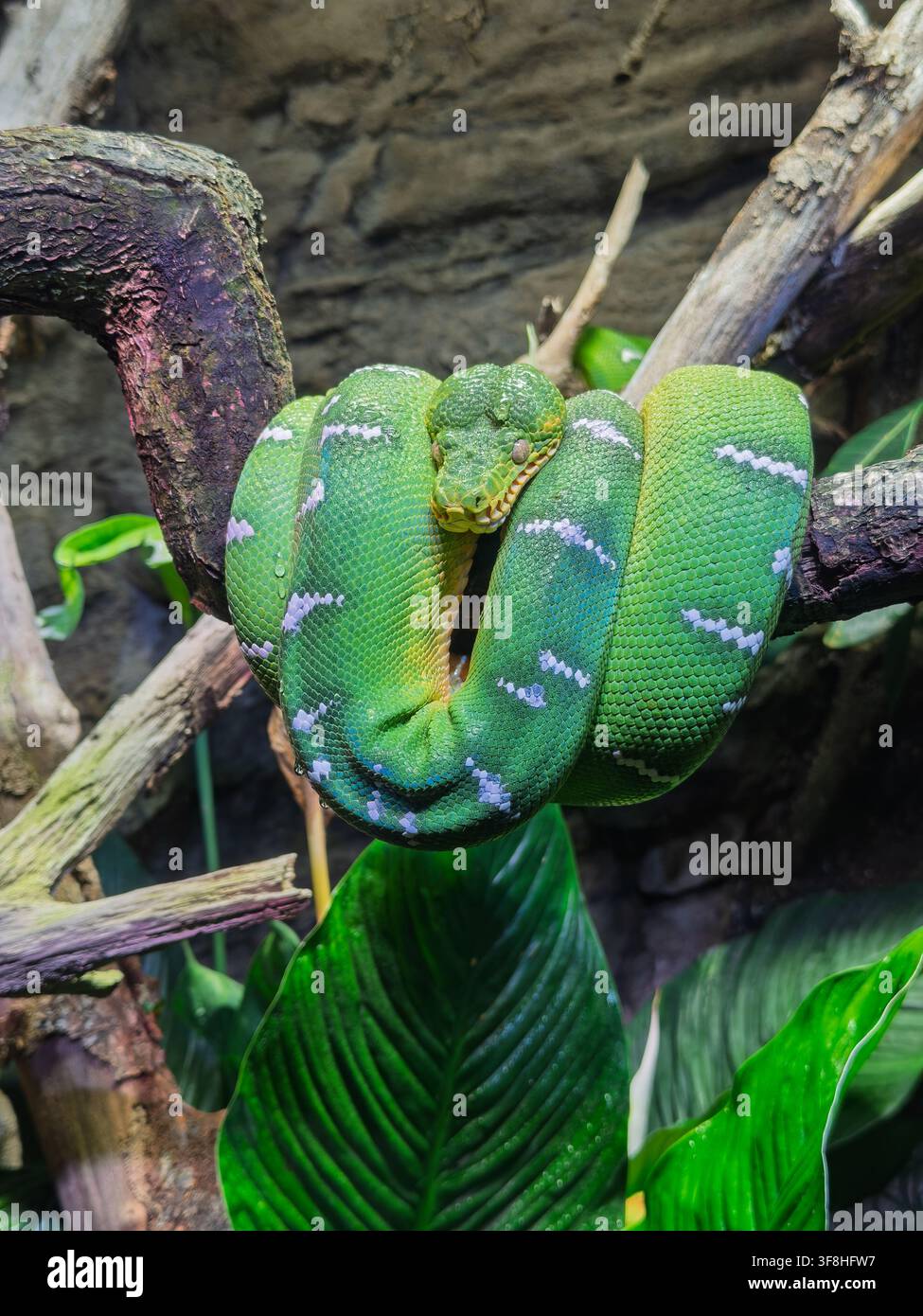 Green tree python resting coiled on tree branch in a cage Stock Photo