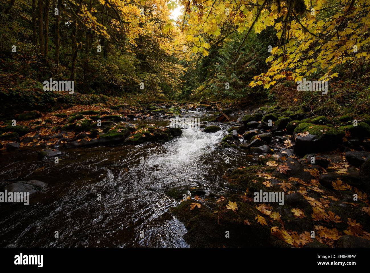 Cedar Creek Washington during the fall. Stock Photo