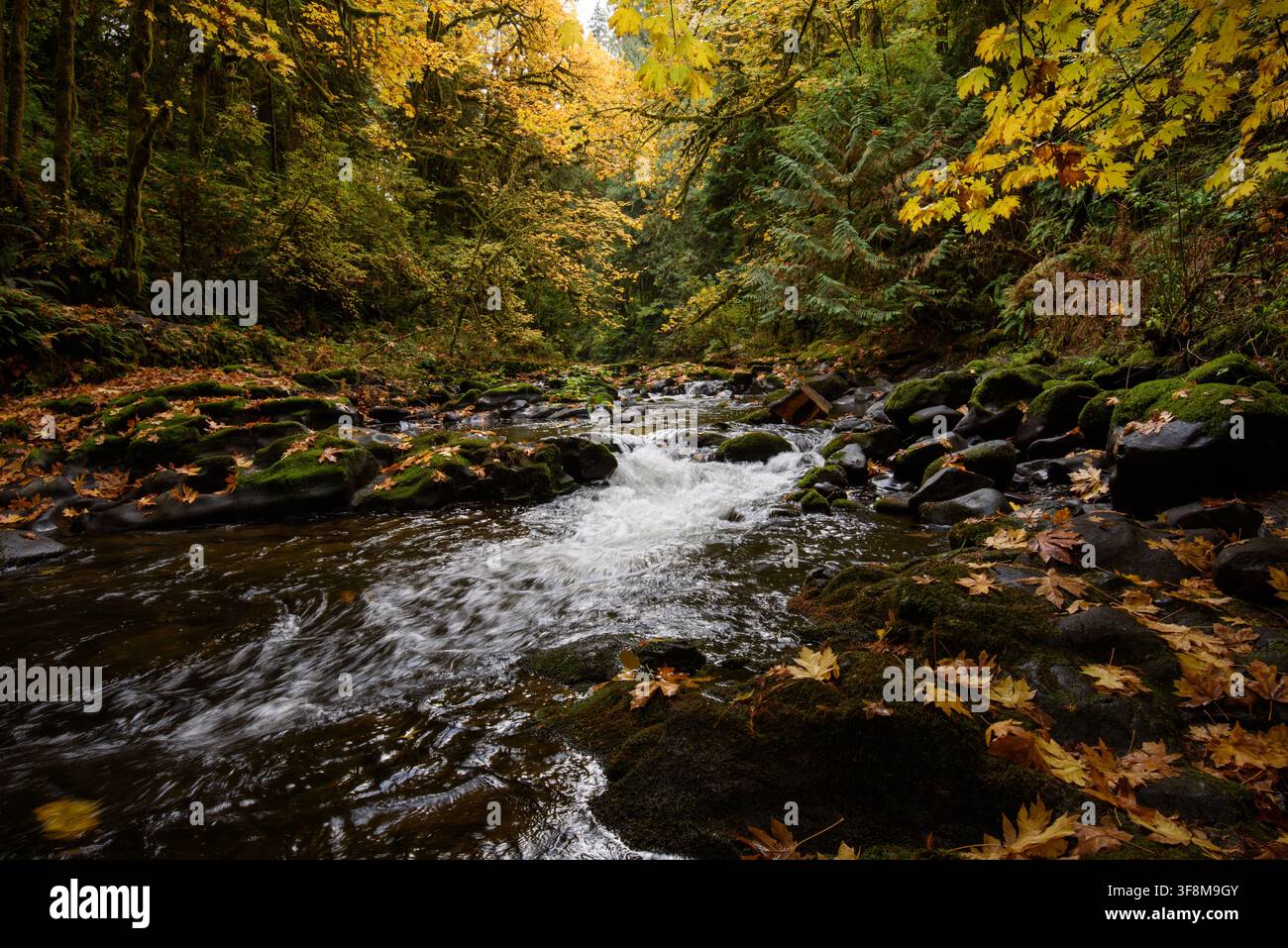 Cedar Creek Washington during the fall. Stock Photo