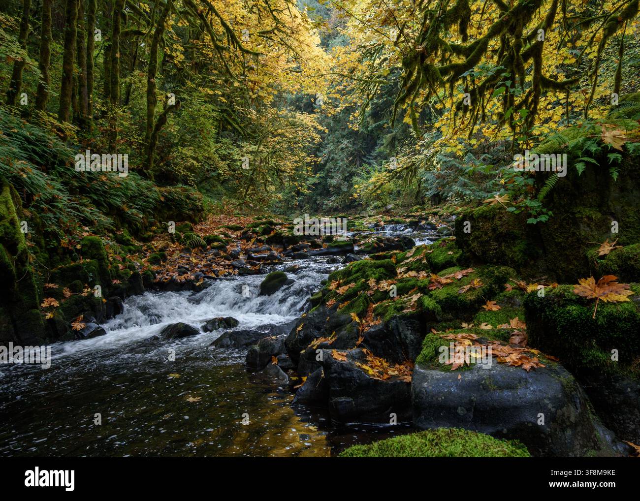 Cedar Creek Washington during the fall. Stock Photo
