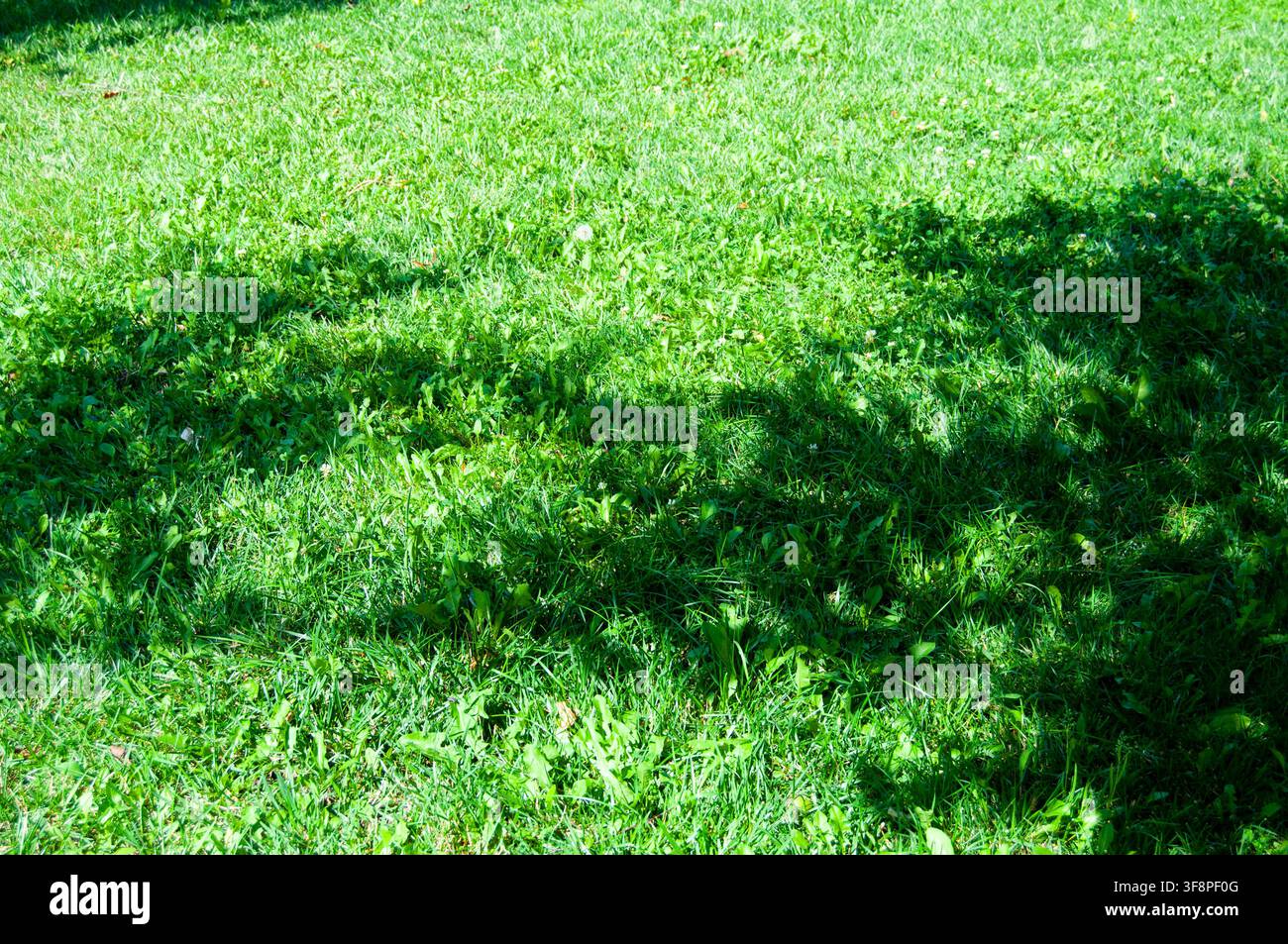 green grass background with shadows from trees Stock Photo