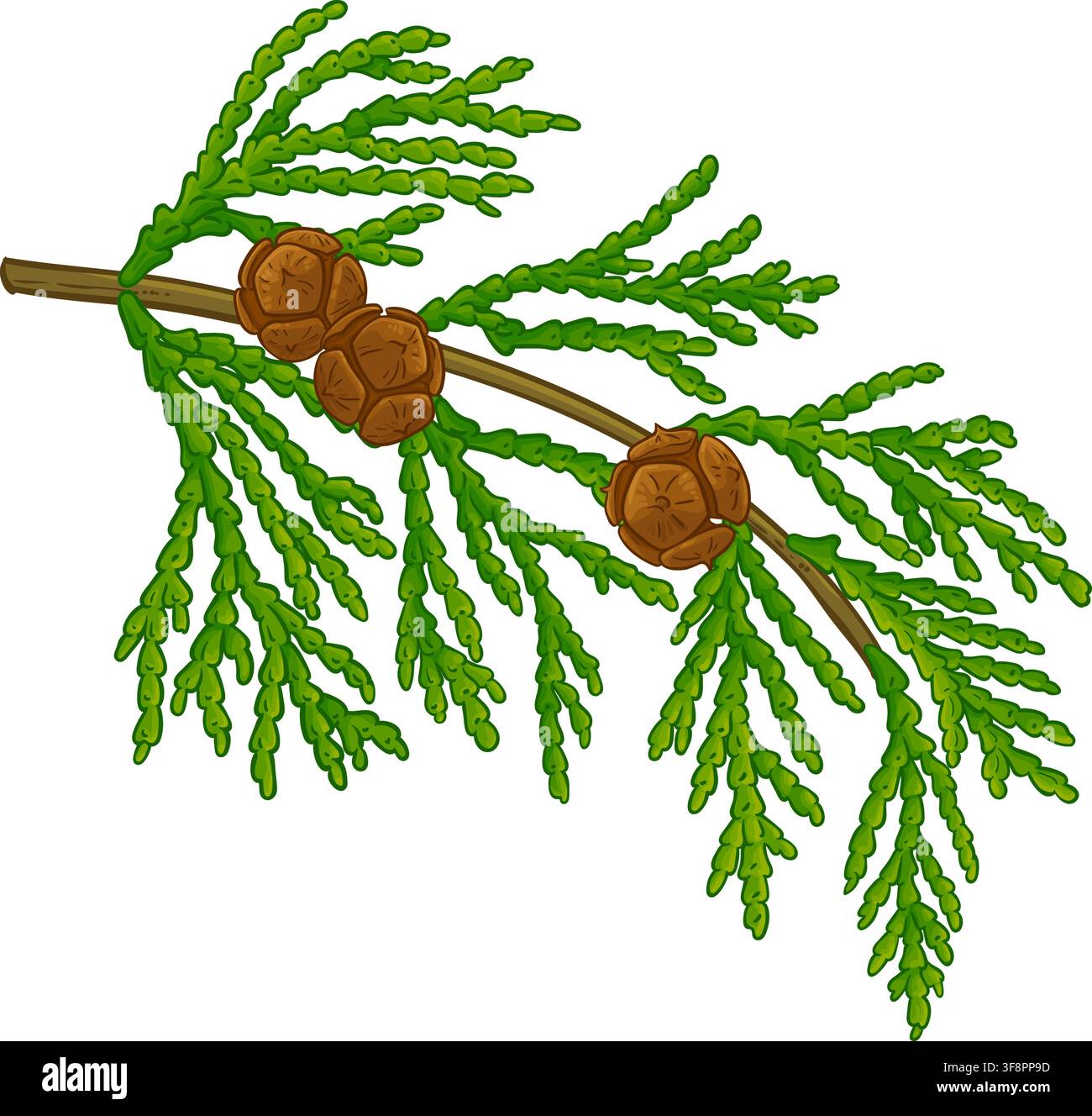 Cypress Branch Colored Detailed Illustration. Stock Vector