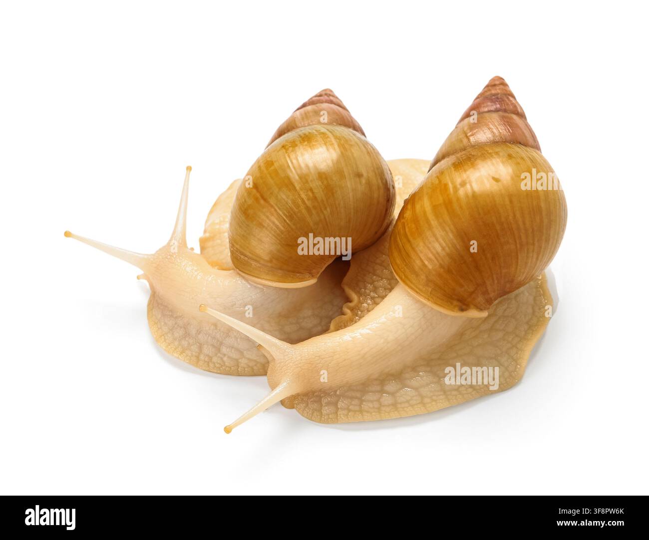 Giant Achatina snails on white background Stock Photo