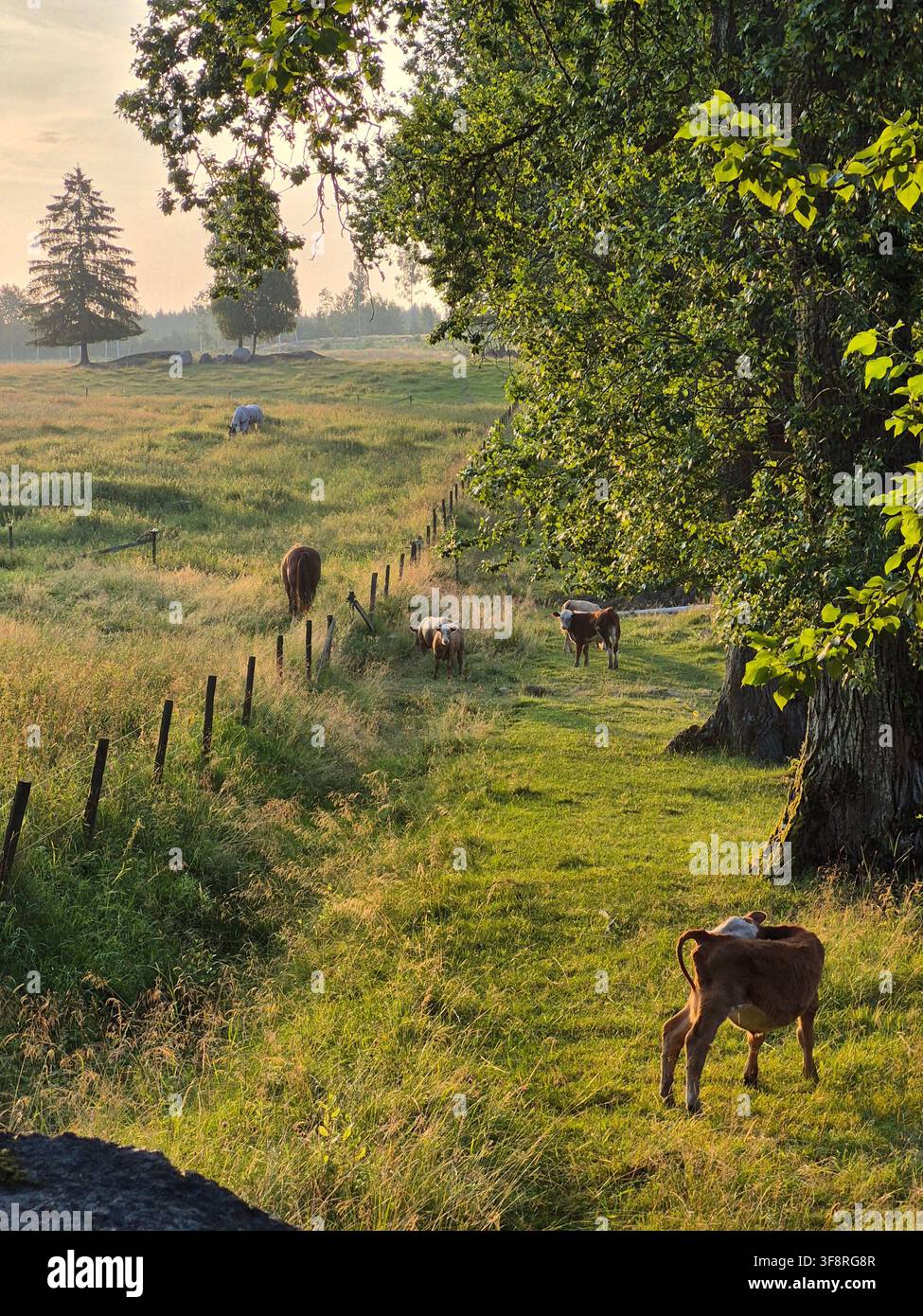 Young Cattle Grazing in a Peaceful Rural Pasture on a Summer Morning - Smartphone Captured Stock Image