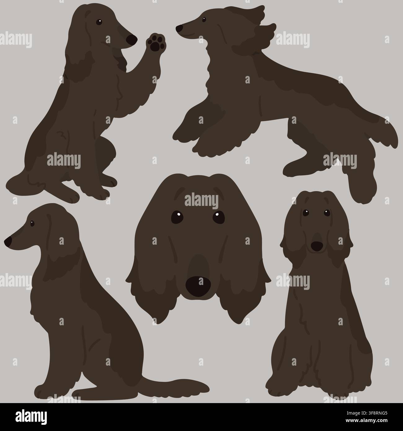 Simple and adorable dark colored flat colored Afghan Hound illustrations Stock Vector