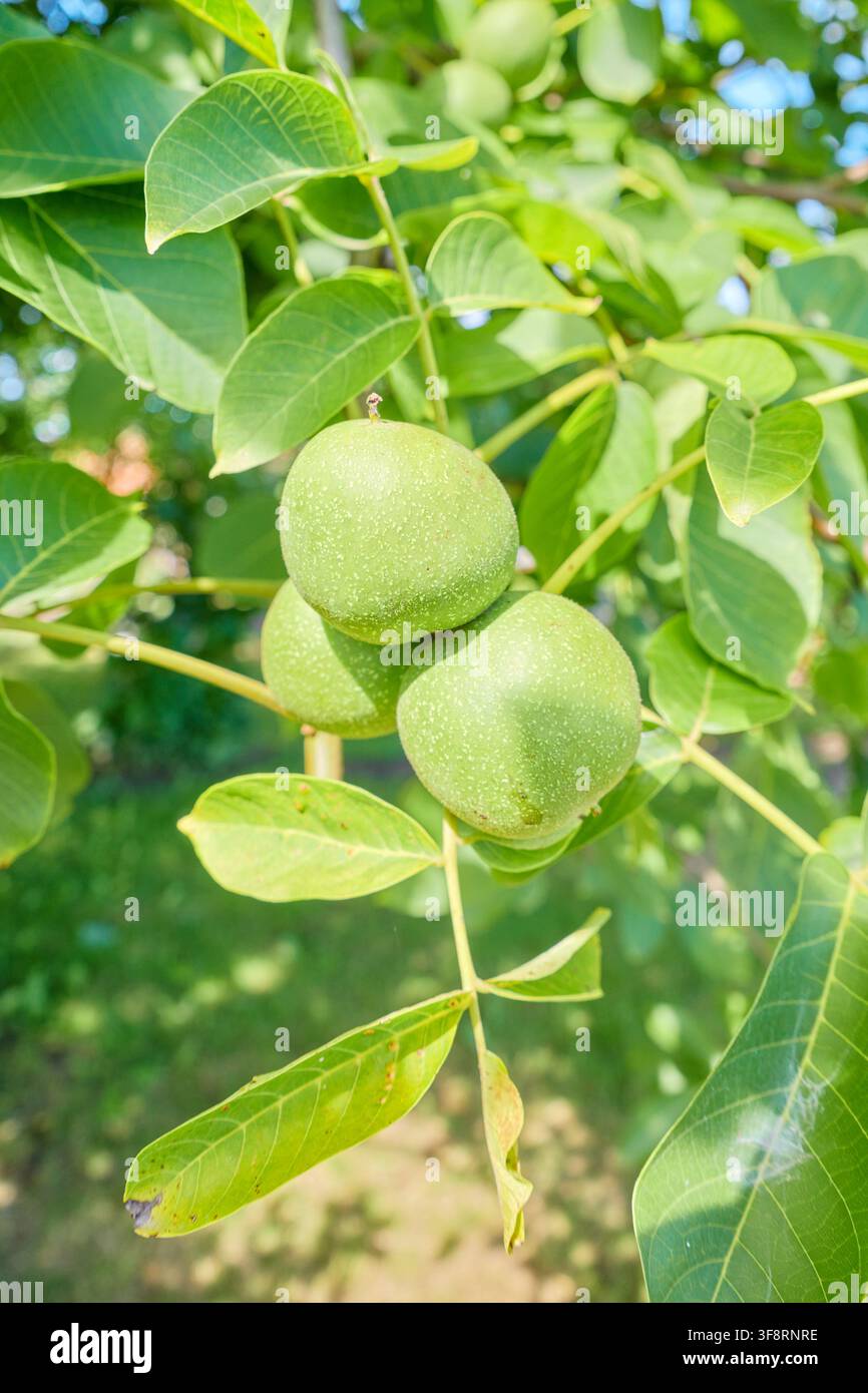 Green walnuts ripening on the tree, selective focus. Stock Photo