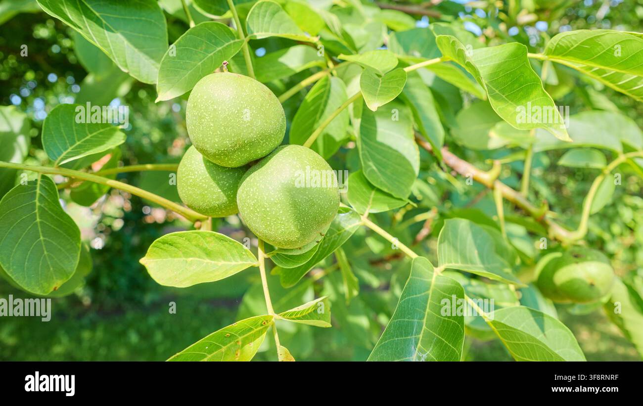 Green walnuts ripening on the tree, selective focus. Stock Photo