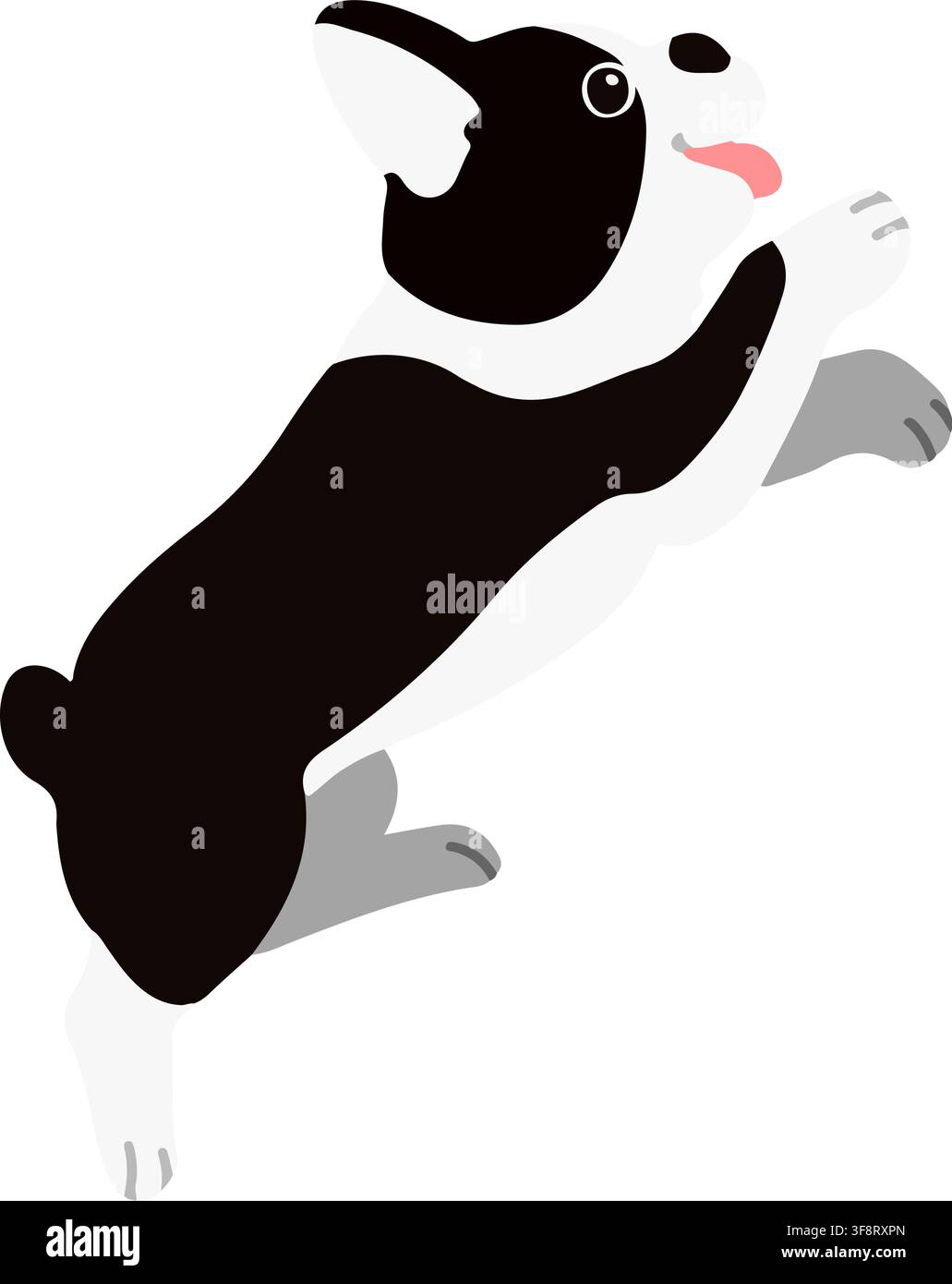 Flat colored Boston Terrier jumping Stock Vector