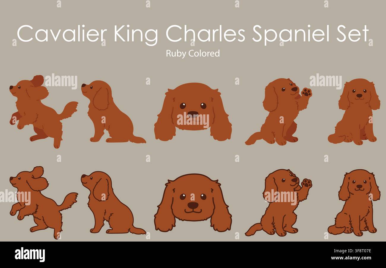 Simple and cute ruby colored Cavalier King Charles Spaniel illustrations set Stock Vector