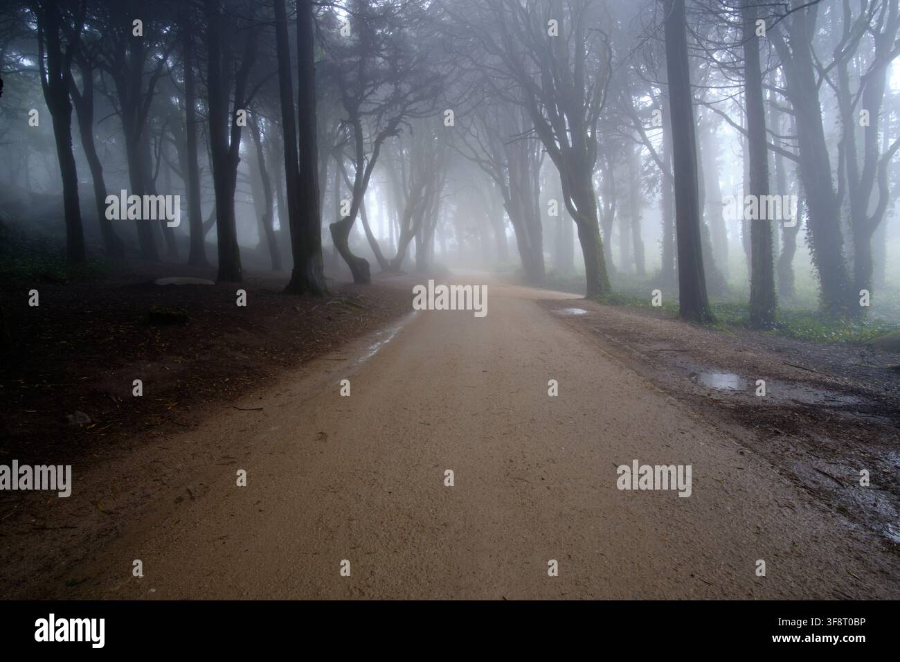 Dirt road winding through a mysterious and moody forest filled with dense mist Stock Photo