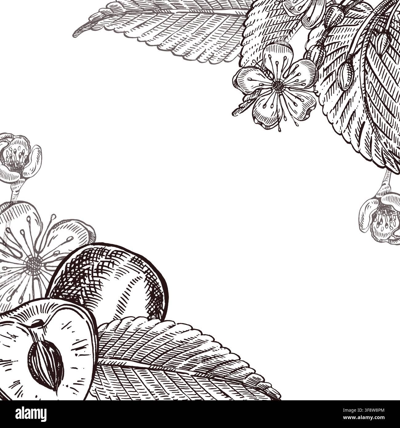 A vector frame made of cherry branches with leaves, flowers and cherry slices with space for text. Everything is hand-drawn in ink. The illustration Stock Vector
