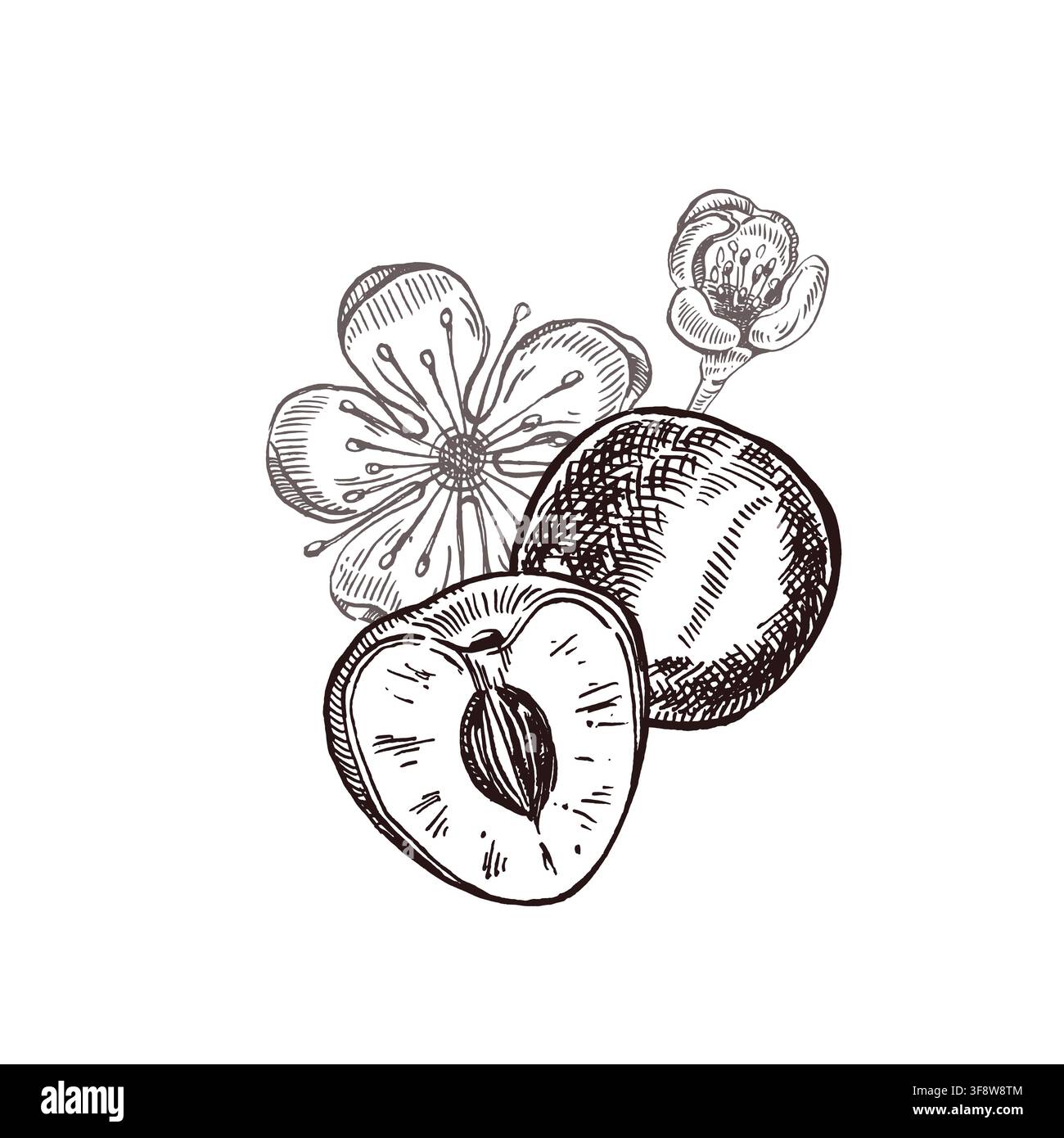 Vector composition, ink-painted cherry, cherry halves with flowers. Botanical fruit composition for packaging design, greeting card, textile pattern Stock Vector