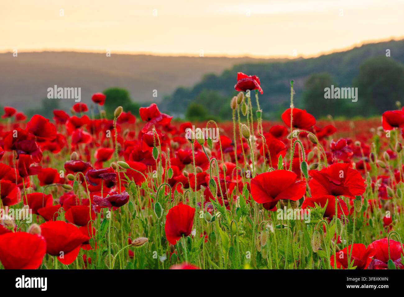 red poppy field at dusk. countryside summer landscape of transcarpathia. red blooming flowers in the rural valley Stock Photo