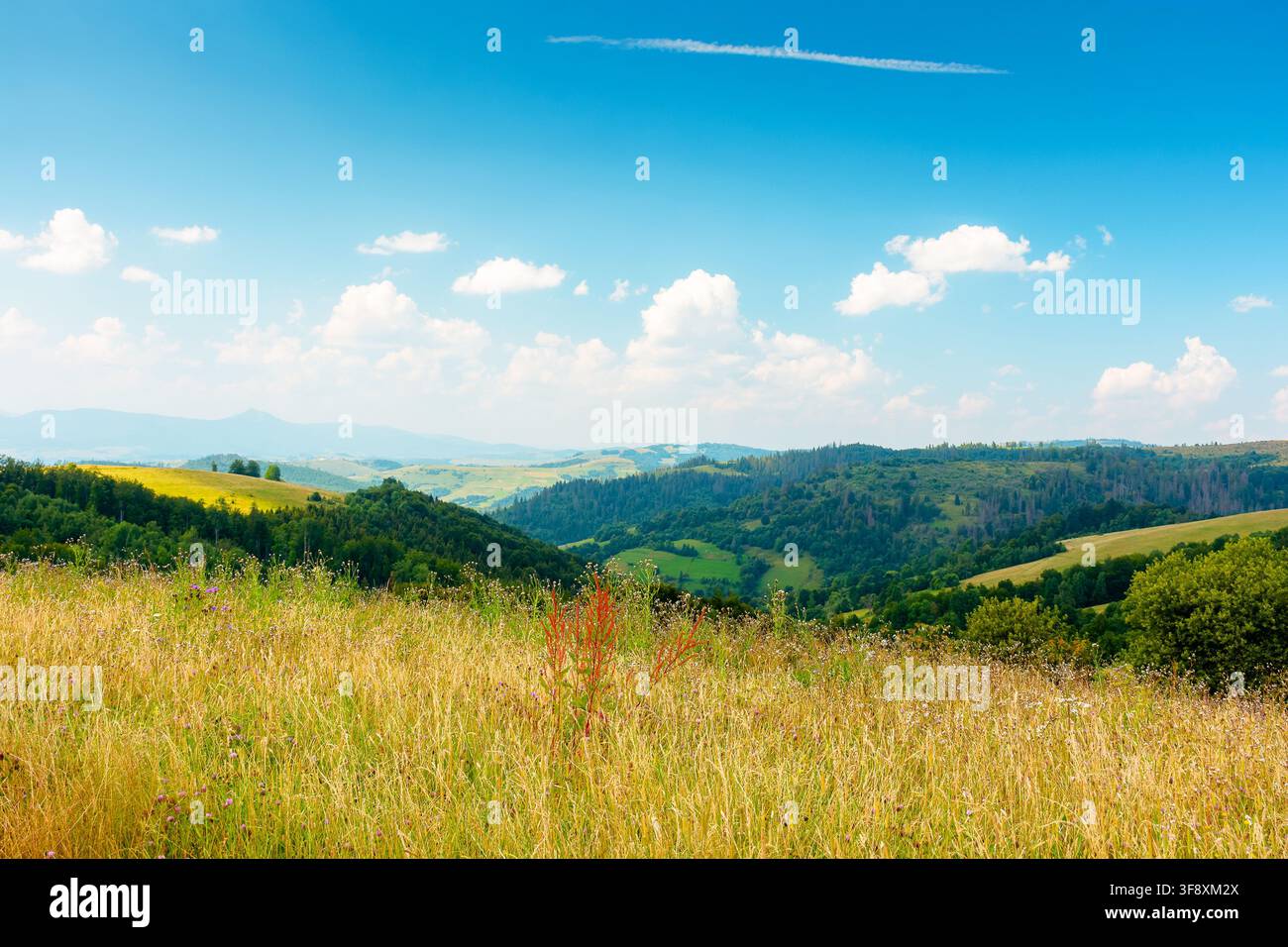 countryside mountain landscape in summer. lush grassy pasture on a hill near forest. rural outdoor adventure background. alpine highland of ukraine on Stock Photo