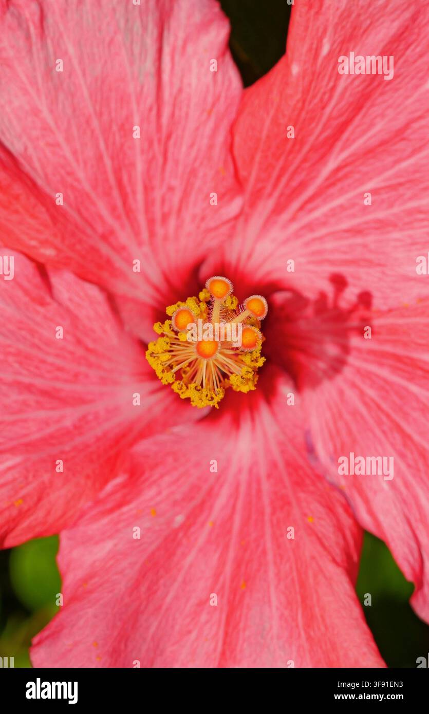 Bright pink hibiscus flower in close-up showing delicate petals and prominent yellow stamens. Stock Photo