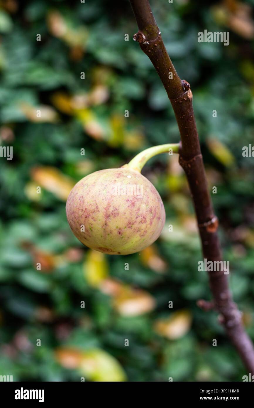 Ripe Fig Fruit Growing on Fig Tree Branch. Selective Focus with Blurred Background. Stock Photo