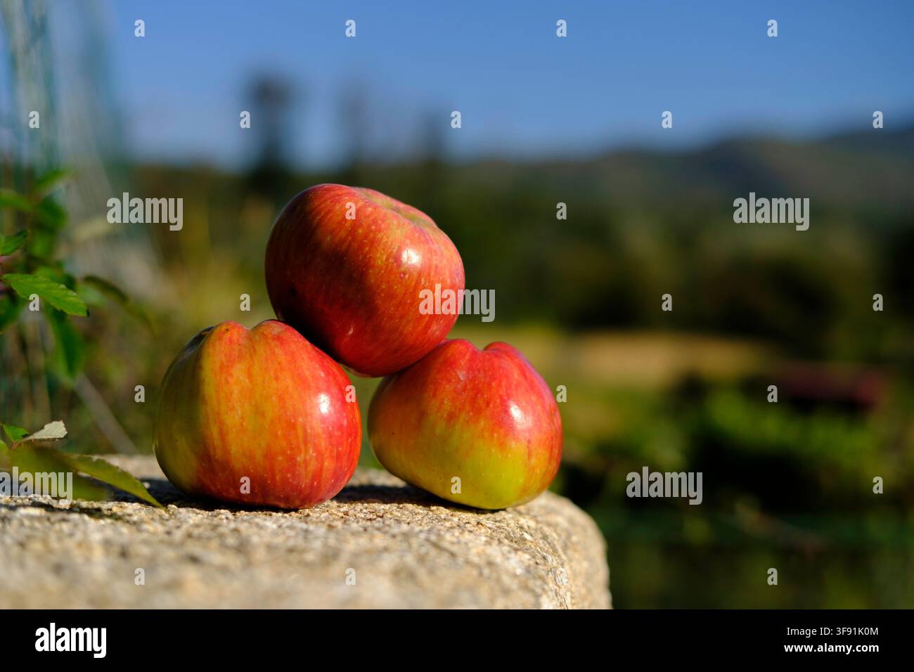 Three red apples on a wall with the field blurred behind. Stock Photo