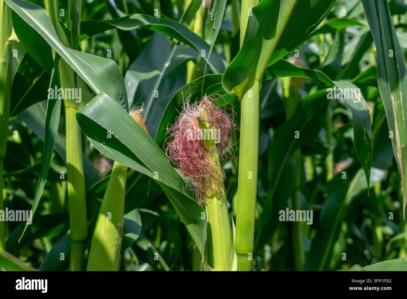 Young Corn Silk on Stalk in Agricultural Field Stock Photo