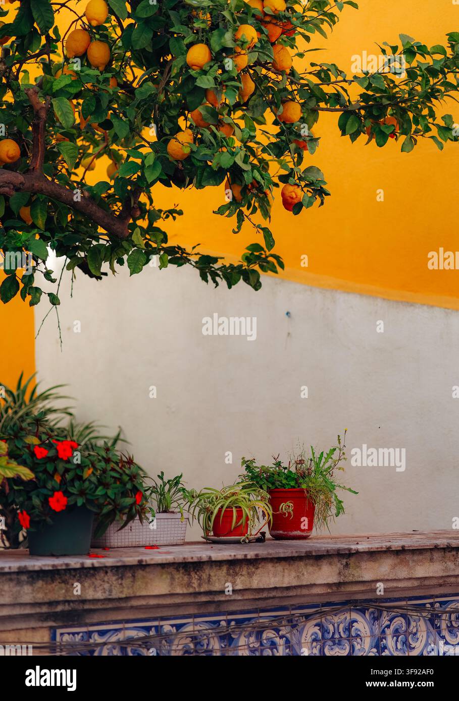 Ripe lemons on a tree in a sunny courtyard Stock Photo