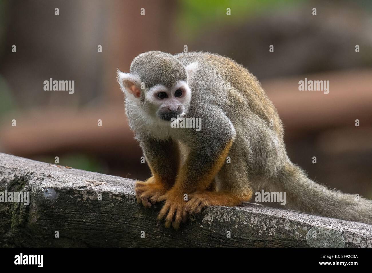 Curious common squirrel monkey rests on a branch Stock Photo