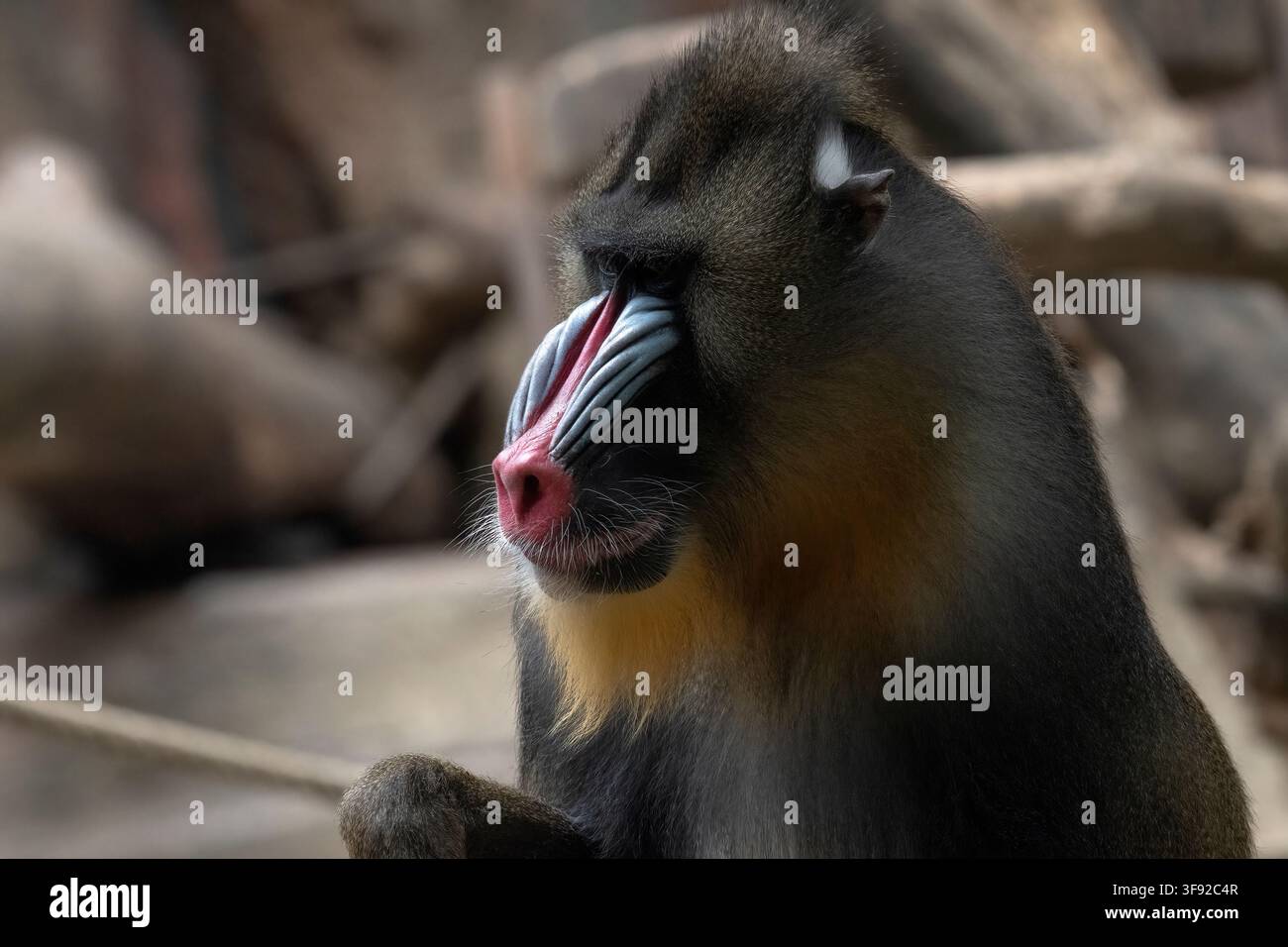 Side profile of a serious looking mandrill Stock Photo