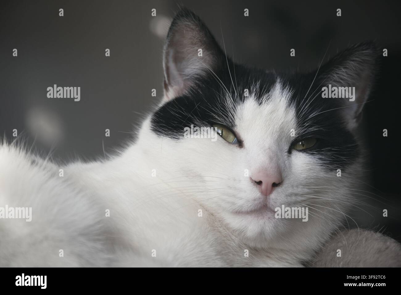 Closeup of a black and white cat with grumpy expression Stock Photo