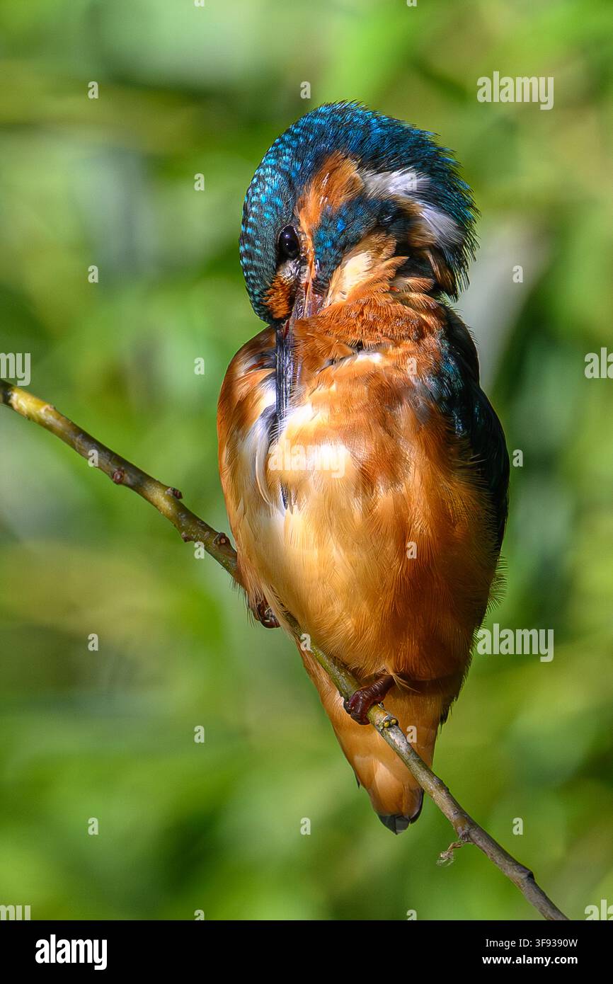 Kingfisher preening on the river windrush, Oxfordshire, Uk Stock Photo