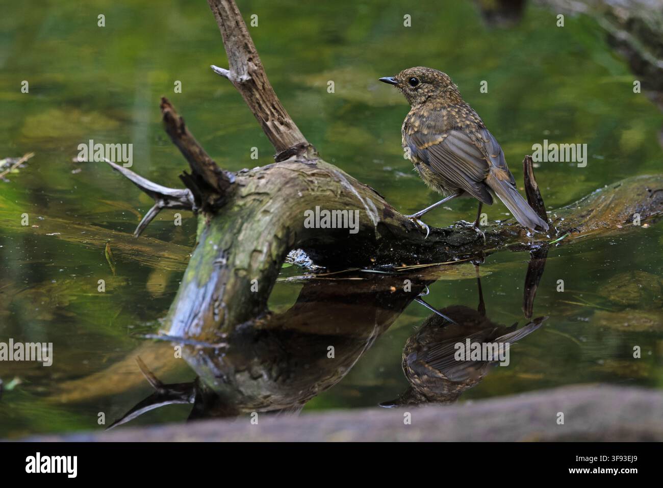 European robin 2026 hi-res stock photography and images - Alamy