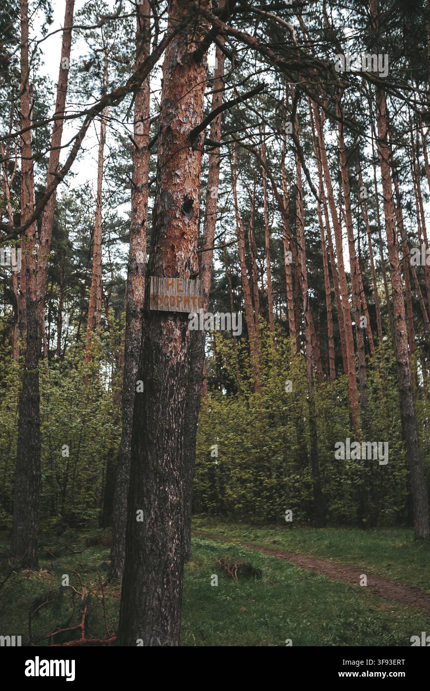 Pine Tree Trunks in Ivanteyevsky Forest, Moscow Oblast Stock Photo