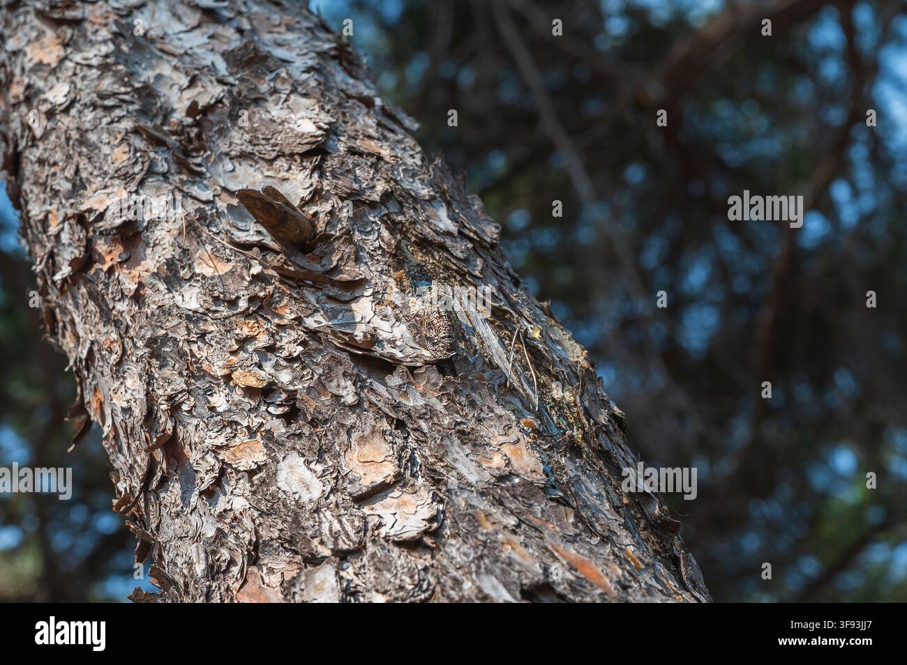 Cicada resting on a thick pine branch with rough textured bark. Stock Photo