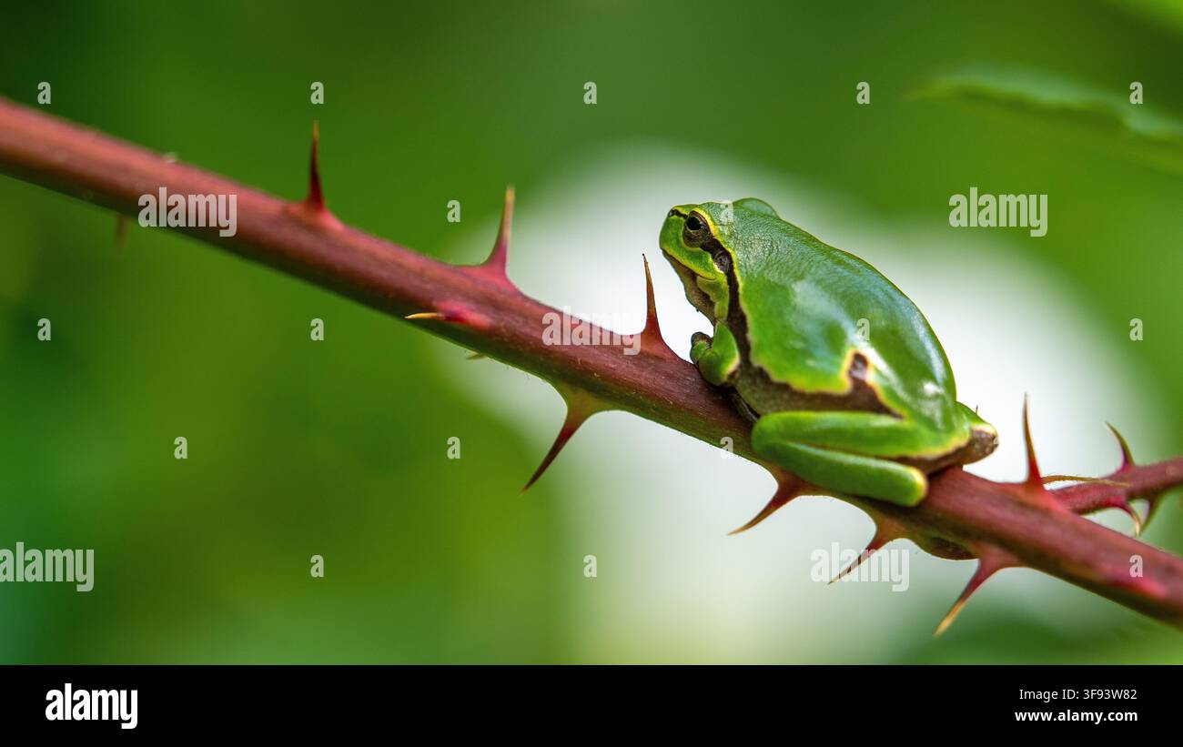 closeup of a tree frog perched on a thorn branch Stock Photo