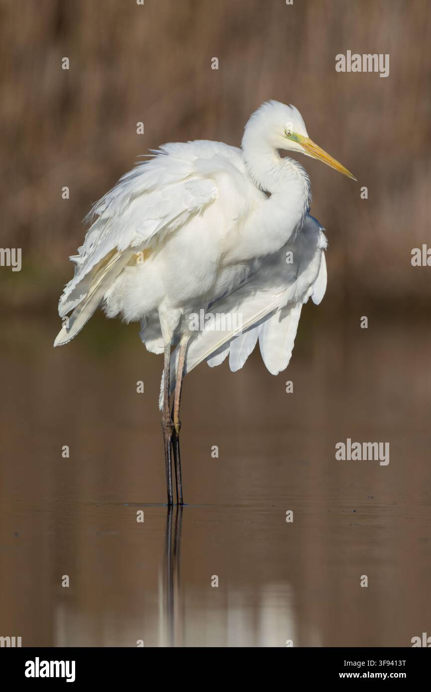 Great egret (Ardea alba) fluffing and shaking its white plumage,Campania,Italy Stock Photo