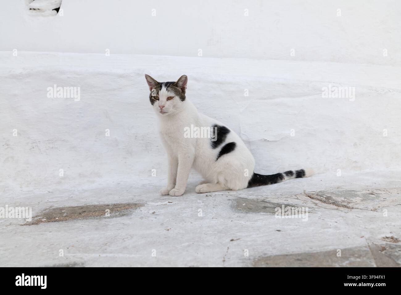Black and white cat sitting on sunlit whitewashed paving against a plain white wall, Mykonos, Greece. Stock Photo