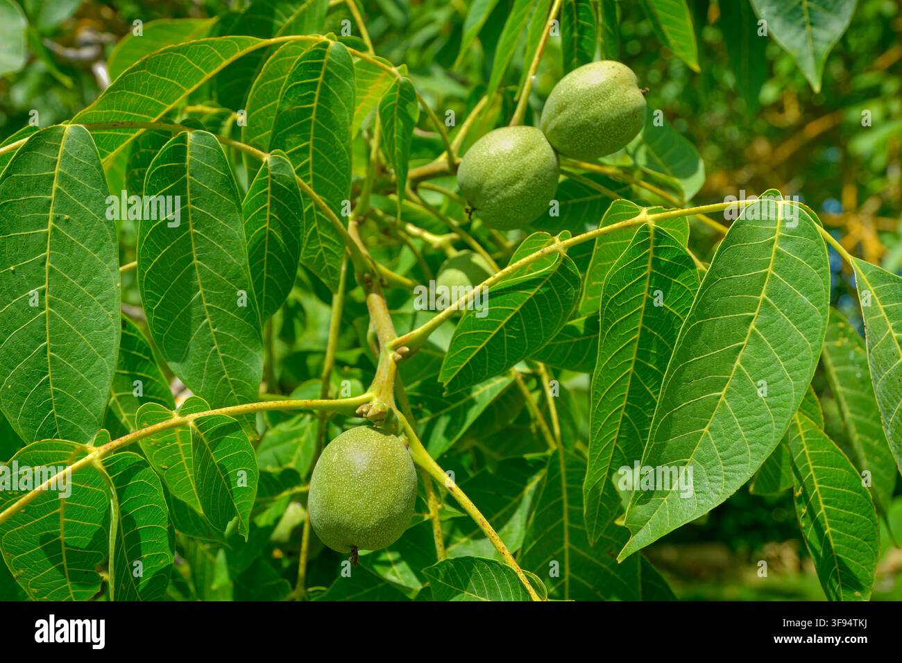 Walnut pods on a Walnut tree. Stock Photo