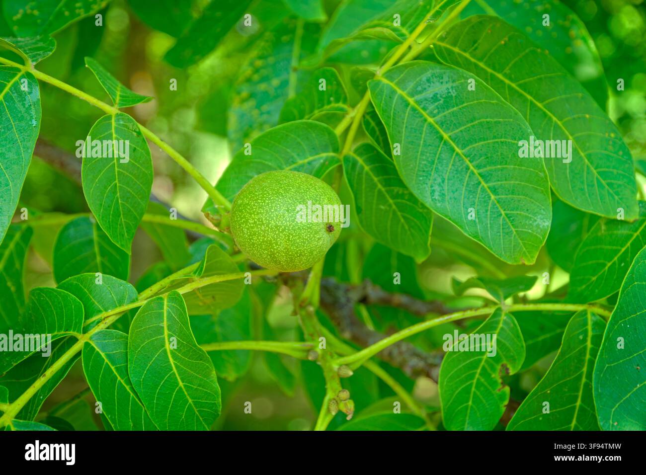 Walnut pods on a Walnut tree. Stock Photo