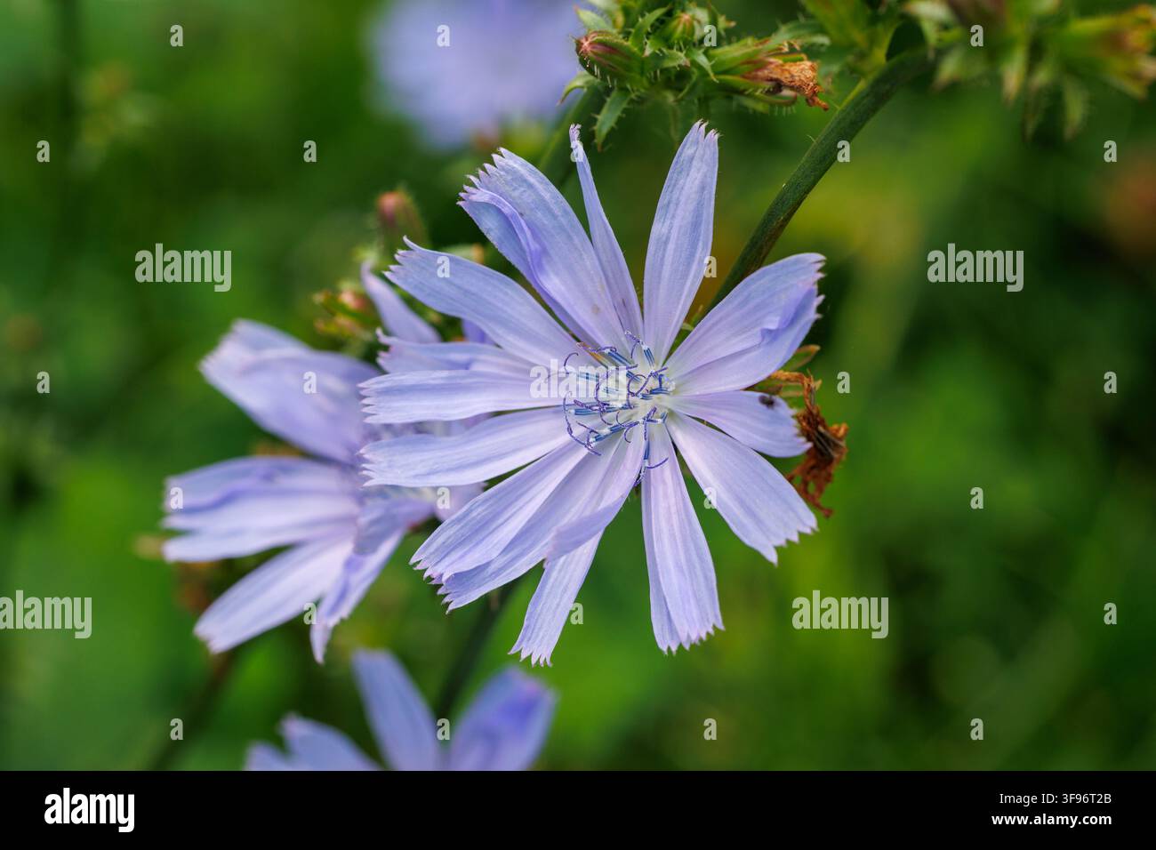 Blue common chicory - Cichorium intybus flowers blooming outdoors in a wild meadow Stock Photo