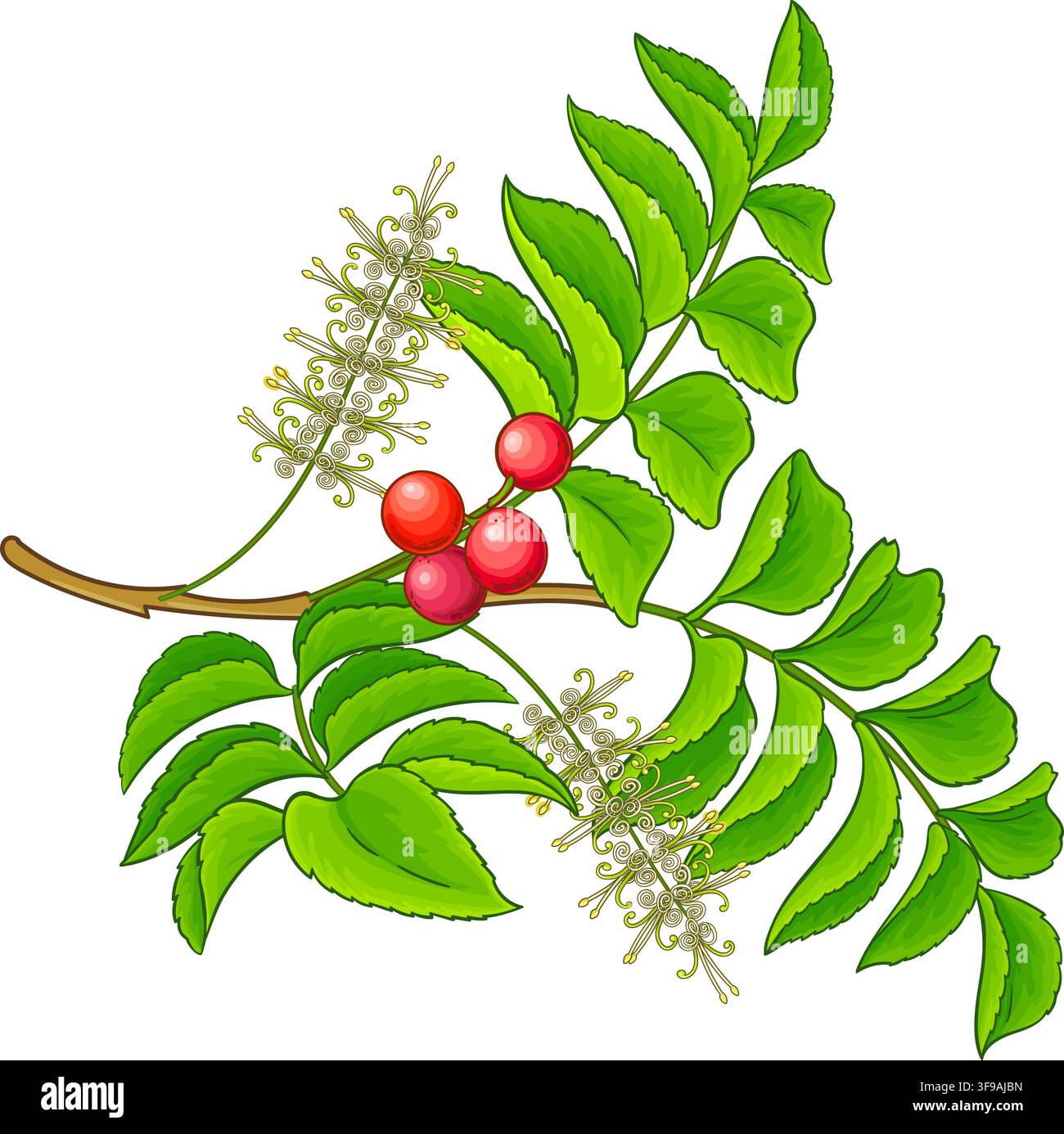 Chilean Hazelnut Colored Detailed Illustration. Stock Vector