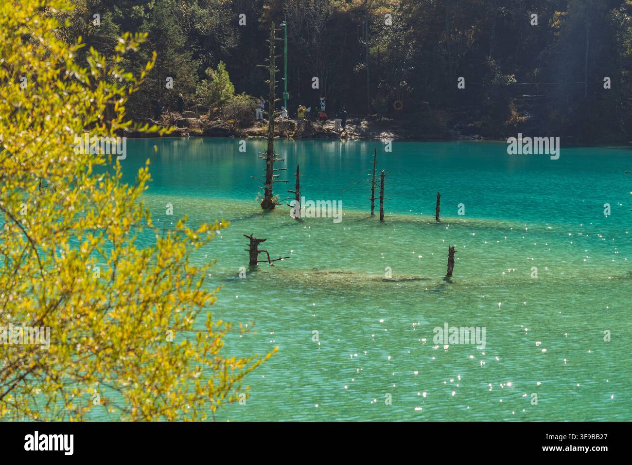 Dead tree trunks standing in a turquoise lake, Blue Moon Valley, Lijiang, China Stock Photo