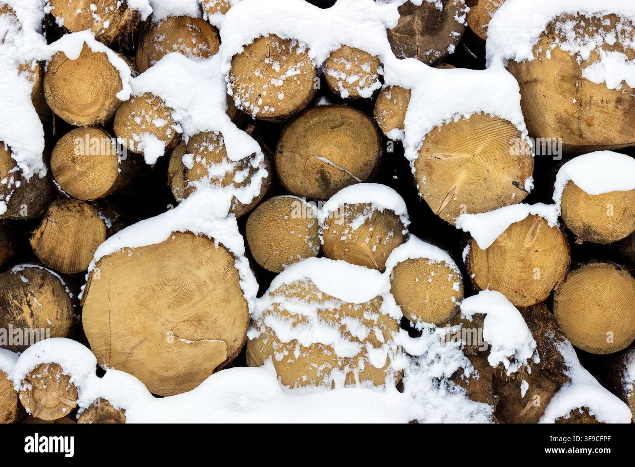 Frontal texture view of a stack of cut wooden logs covered in white snow during winter, forestry background pattern Stock Photo