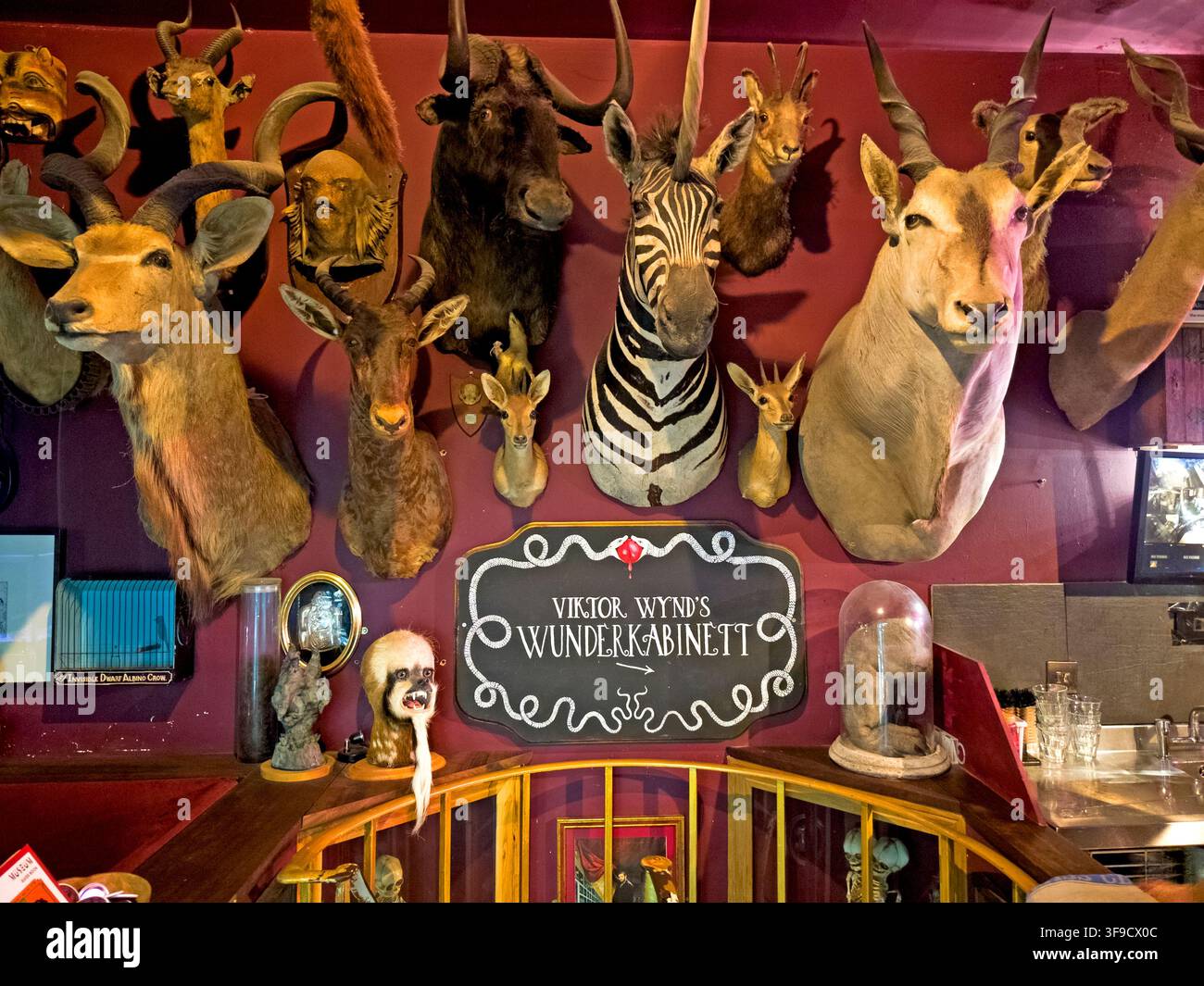 Animal taxidermy in Viktor Wynd's Wunderkabinett at the Museum of Curiosities and Last Tuesday Society, Hackney, London Stock Photo