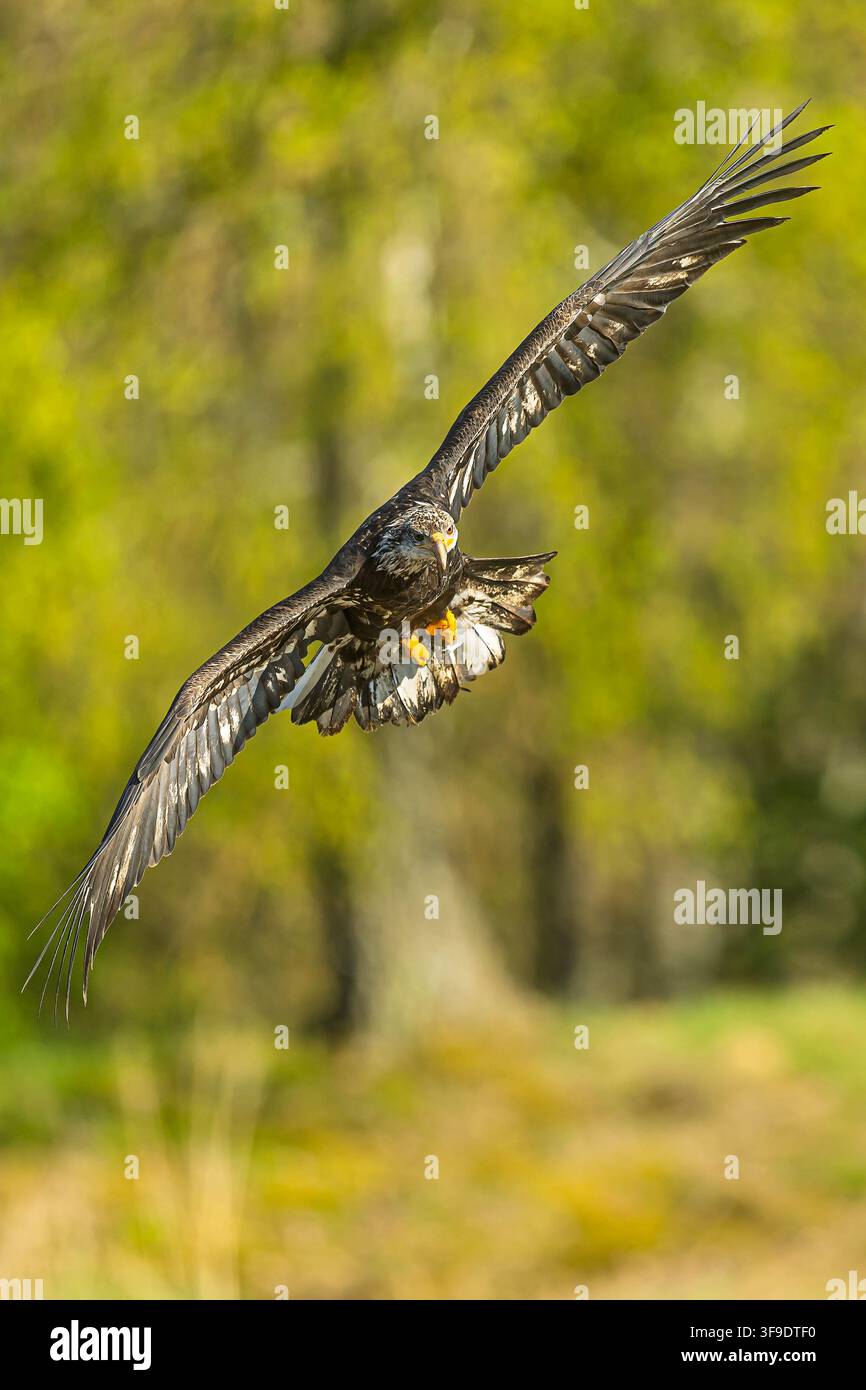 Immature Bald Eagle turns gracefully in flight displaying broad patterned flight feathers Stock Photo