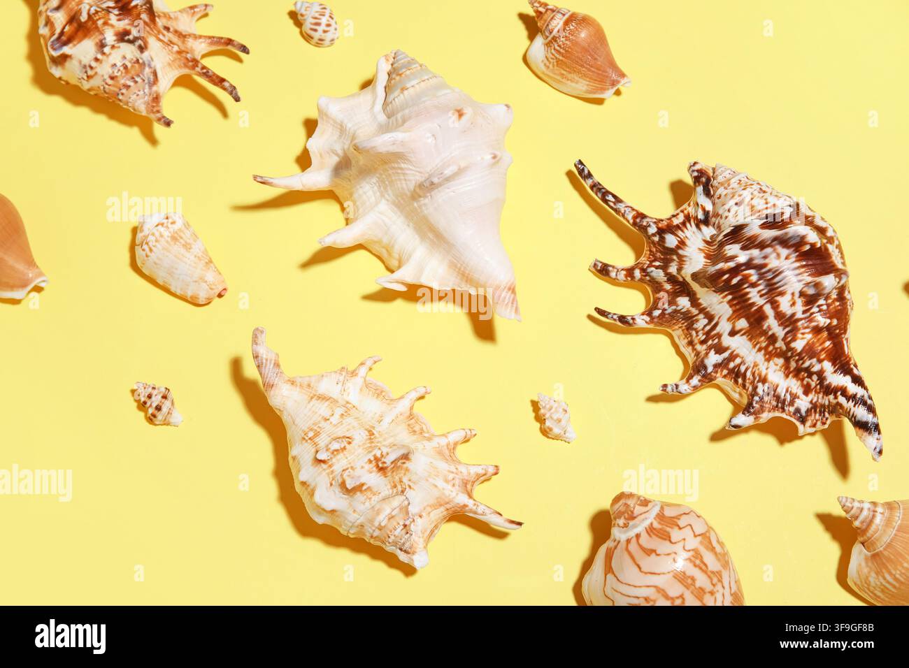 Many different seashells on yellow background Stock Photo
