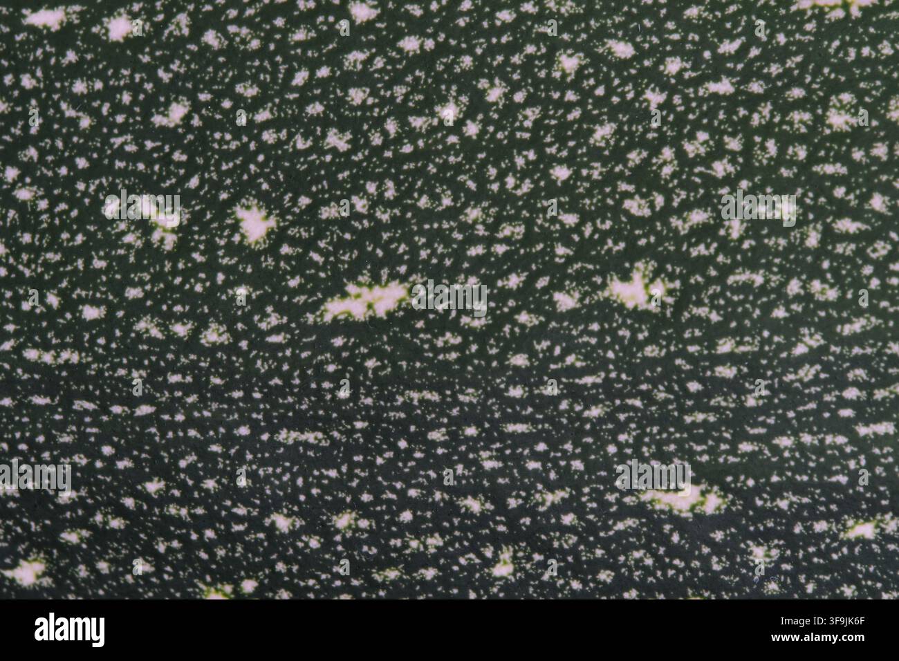 Macro close up texture pattern dark green speckled zucchini skin surface background Stock Photo