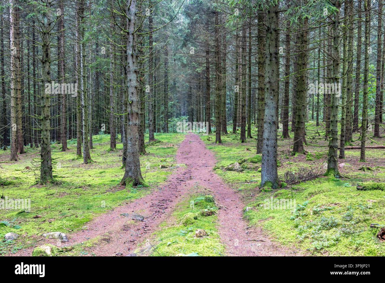 Footpath among tree trunks in a spruce forest Stock Photo