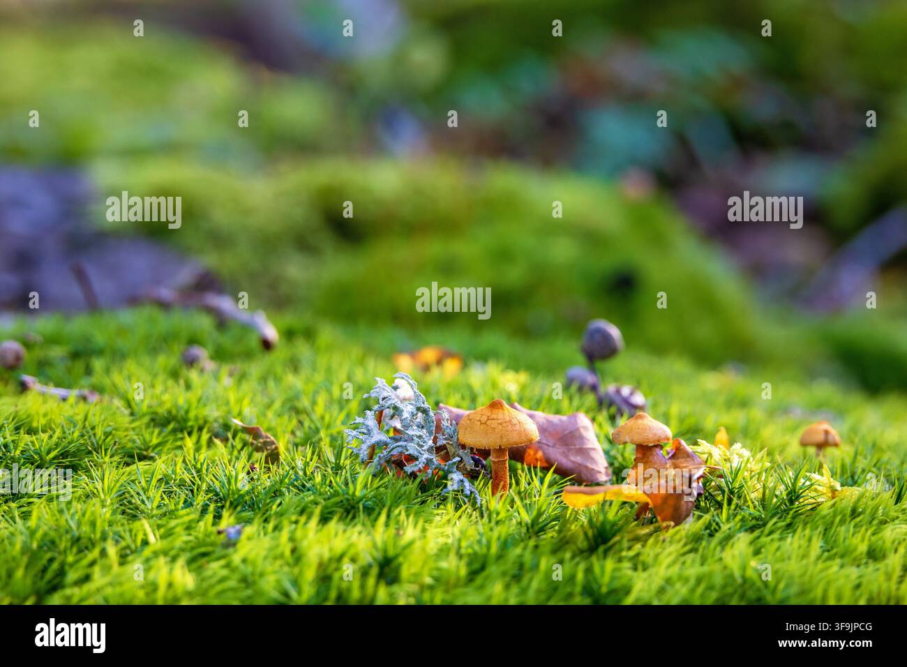 Small mushroom growing in green moss Stock Photo