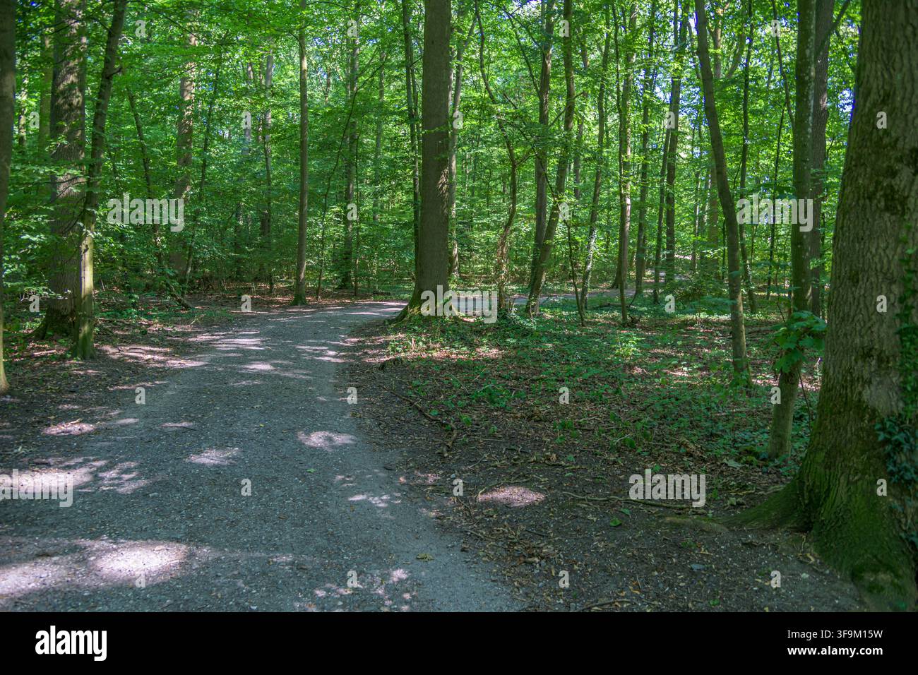 Winding gravel path through a lush green deciduous forest in Coesfeld, Germany Stock Photo