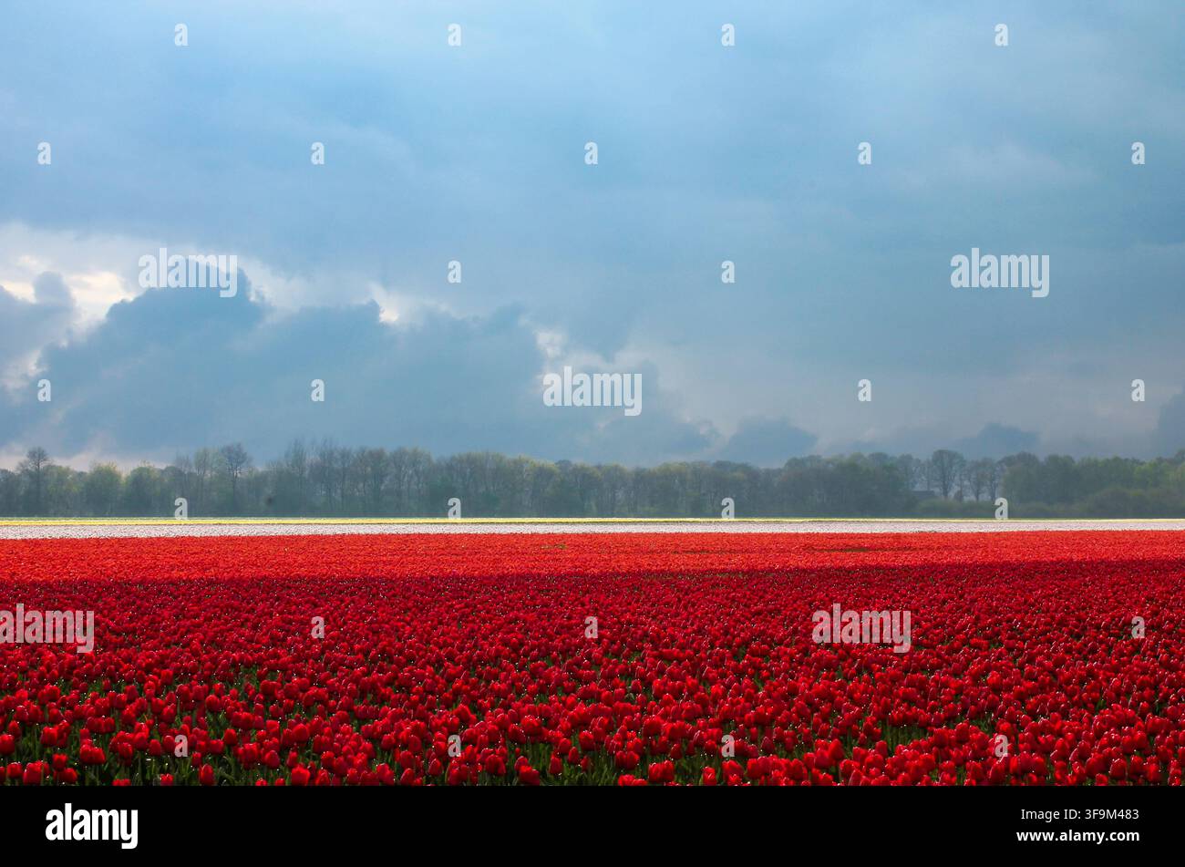 Red and White Tulip Fields Under a Dramatic Stormy Sky Stock Photo